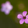 Teeny Tiny Flower