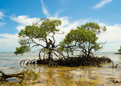 Mangrove Tree