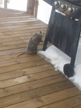 It's a Possum!