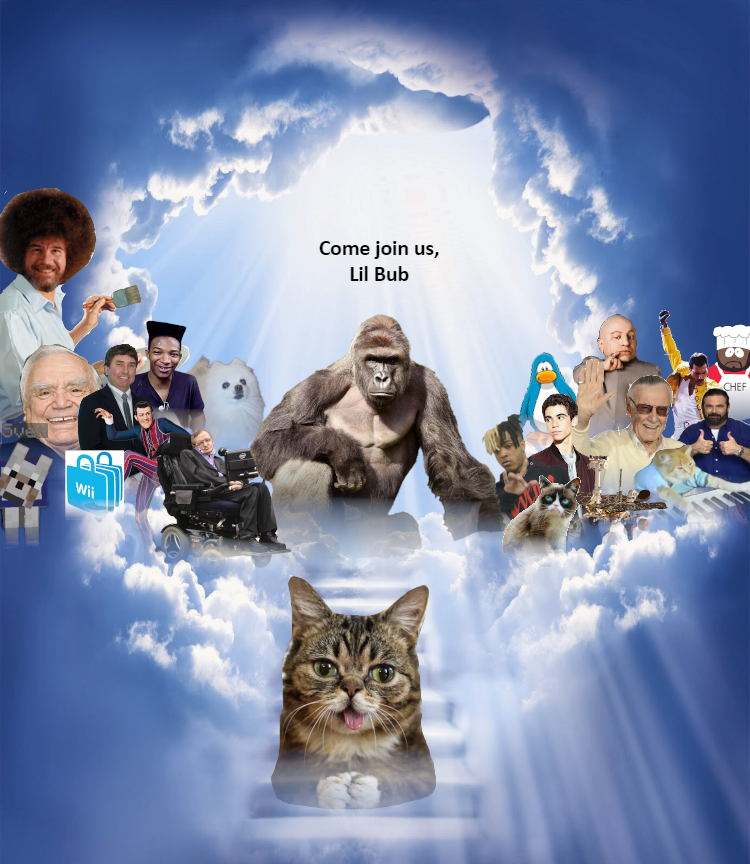 Come join us, Lil Bub