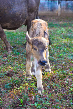 Thai Calf