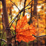 Painting Autumn Orange