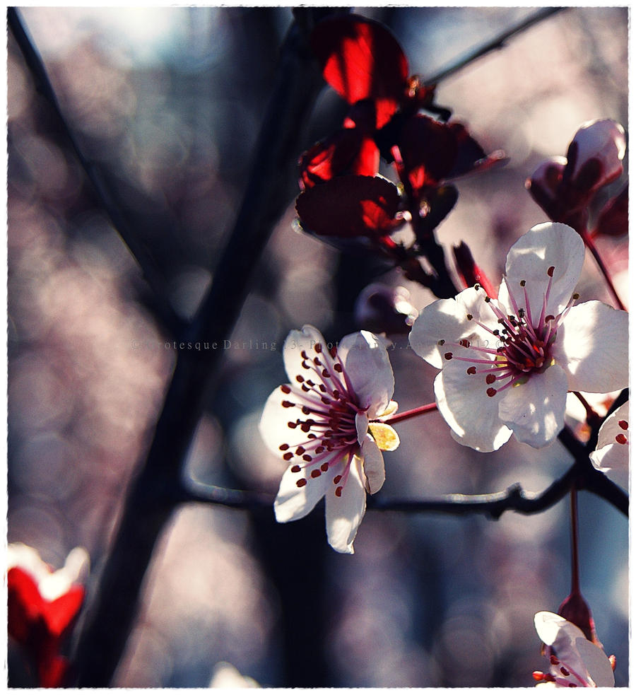 Sweet Pink Blossoms 2