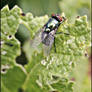 Textured Wings of Flight