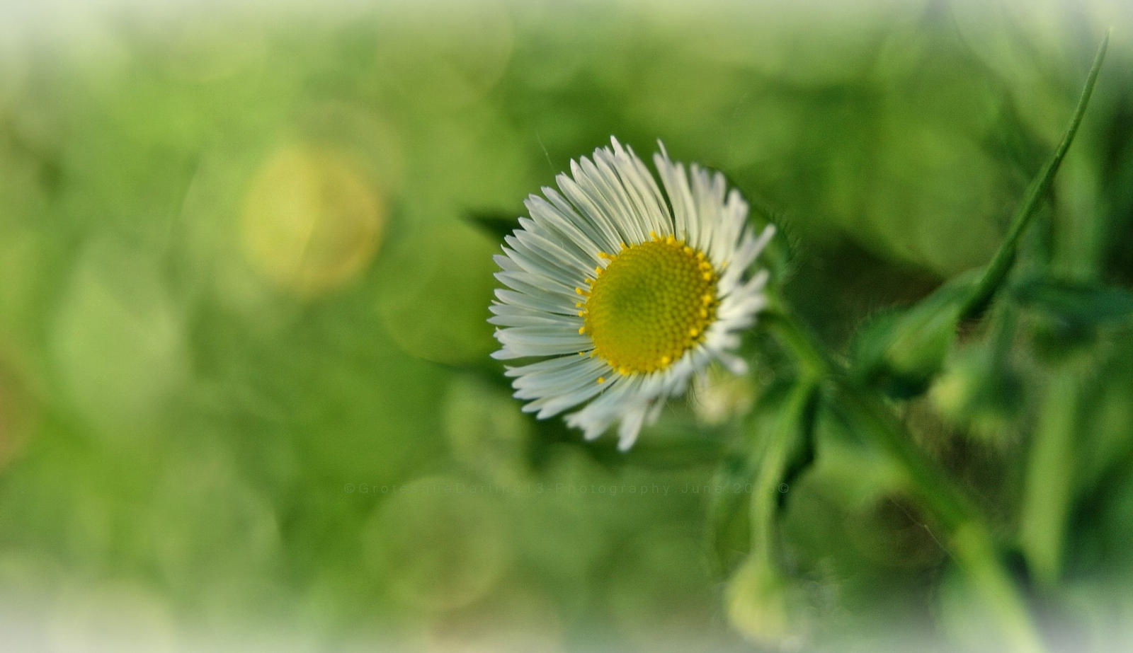 .beautifully grown weeds.