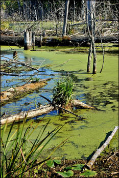 Michigan Marshlands