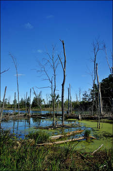 Michigan Marshlands 2