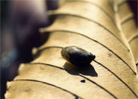 He Sleeps Deep Within