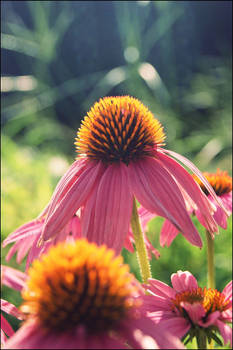 G l o w i n g From Mother Sun