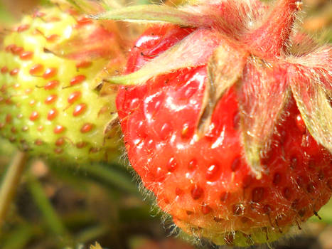 Strawberries