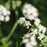 Queen Anne's lace