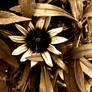 Rudbeckia hirta
