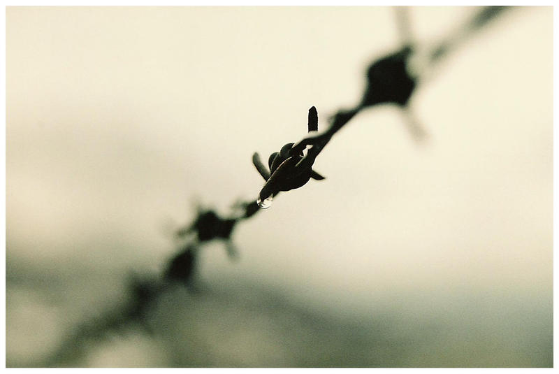 Barbed wire