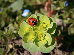 Ladybird by francy93