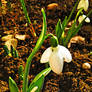 Galanthus