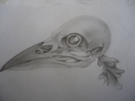 Bird Skull