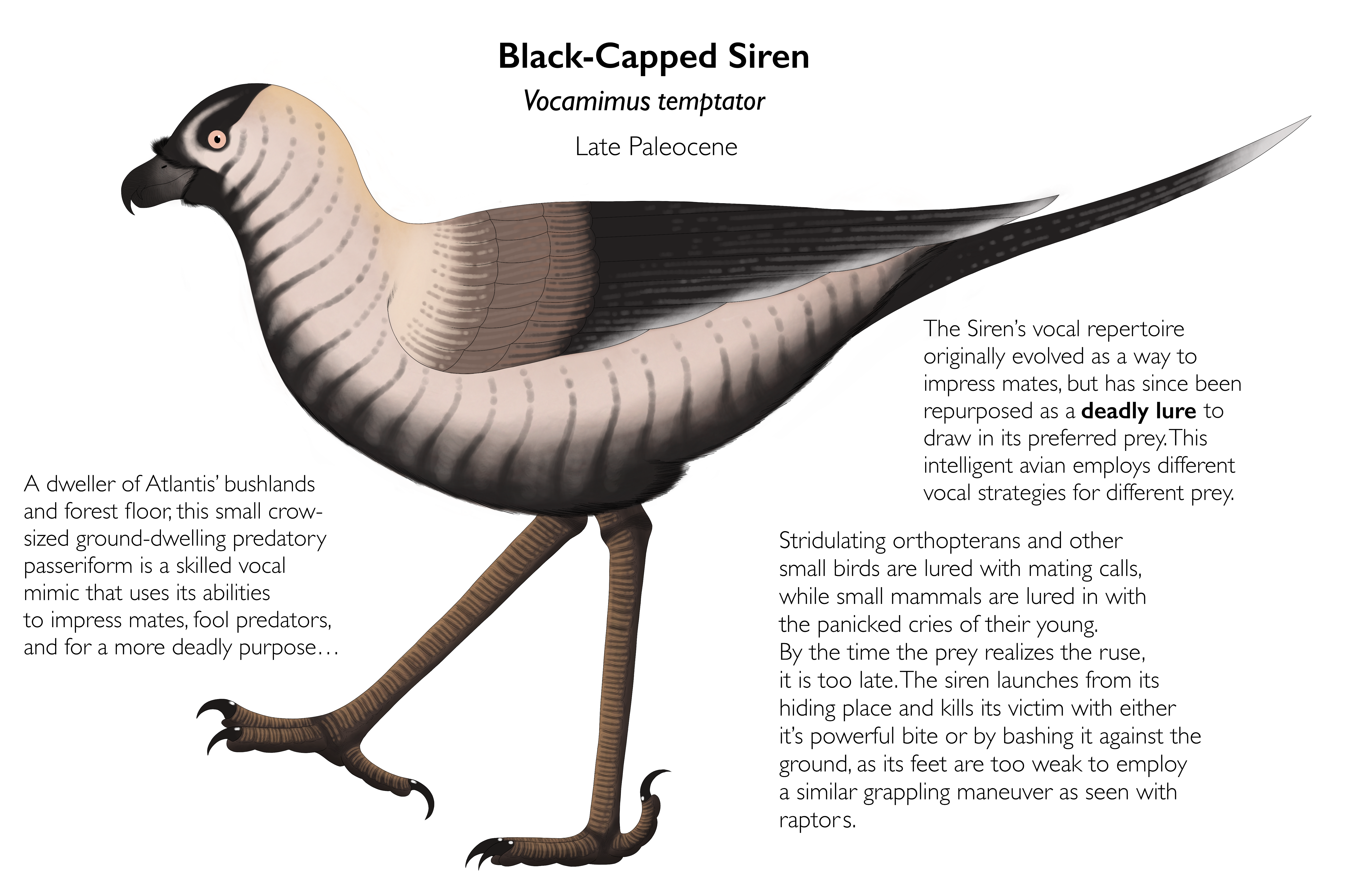 Avian Most Cunning: The Siren by 105697 on DeviantArt Avian Most Cunning: The Siren by 105697 on DeviantArt