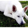 White shepherd 04