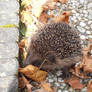 sweet litte hedgehog in our front yard :3