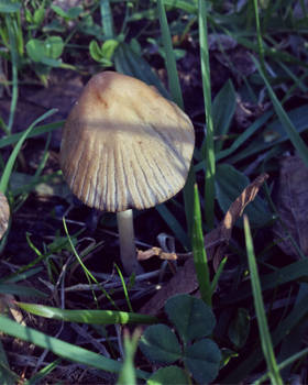 Wild Mushroom Bunch, #1, edited version