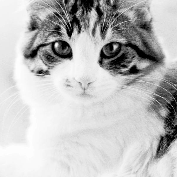 Cat Without Color With monochrome cat by donfromdiaryru on DeviantArt