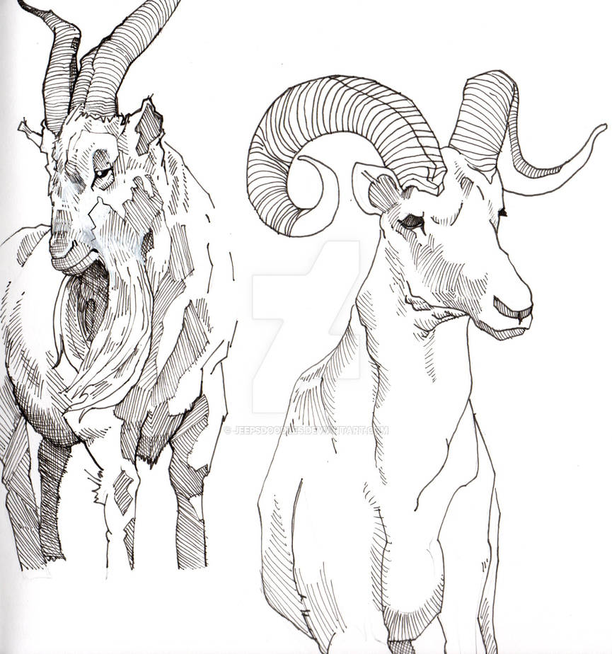 A goat study - p2 by JEEPsDoodles on DeviantArt