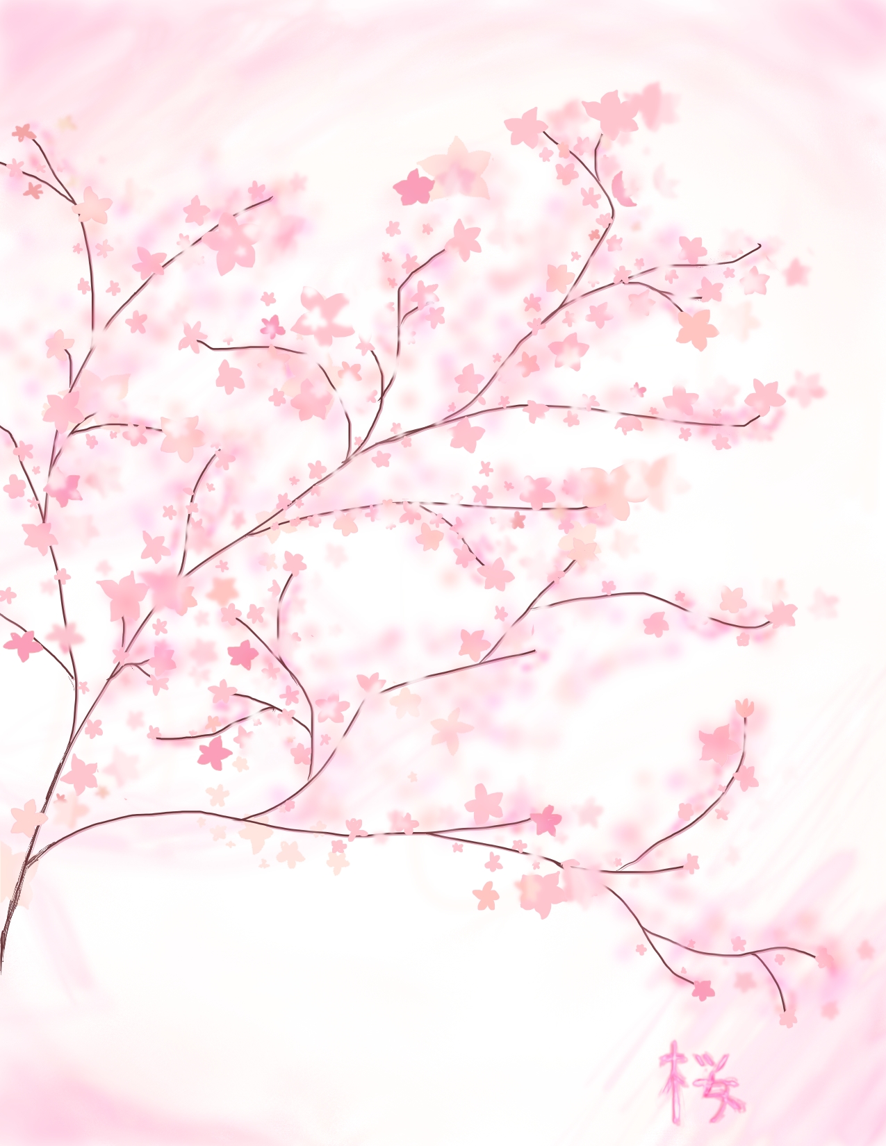 Cherry Blossoms