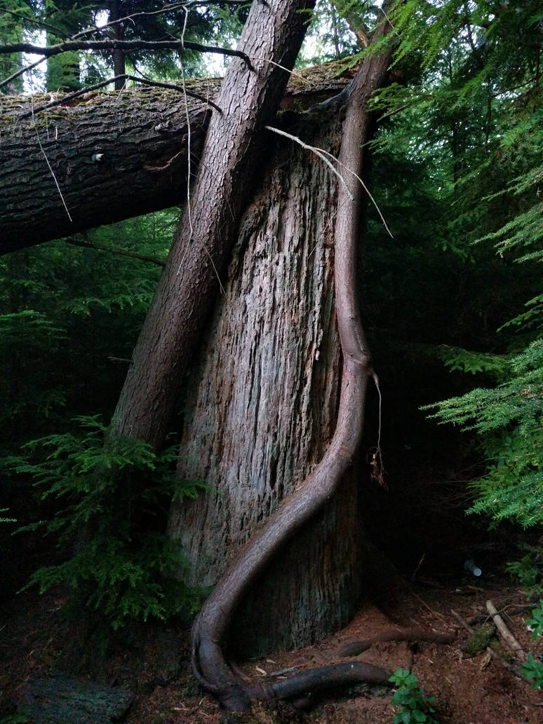 Odd Tree Out Another Odd Tree by HomefreeVancouver on DeviantArt