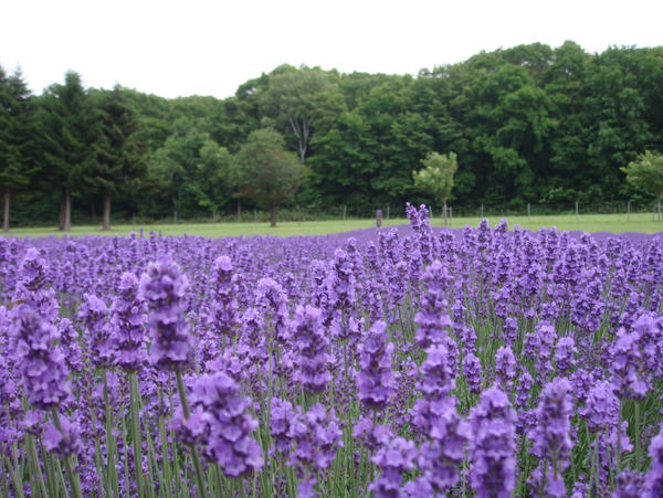 lavender. japan.