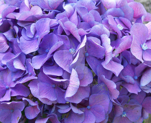 Hydrangea Cluster