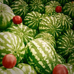Watermelons and Tomatoes by daYavuz