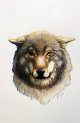 Wolf head