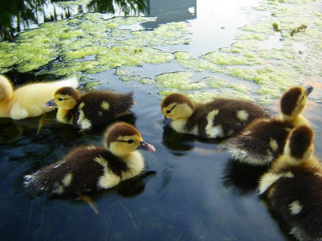 Duckies 2