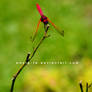 Dragonflies I