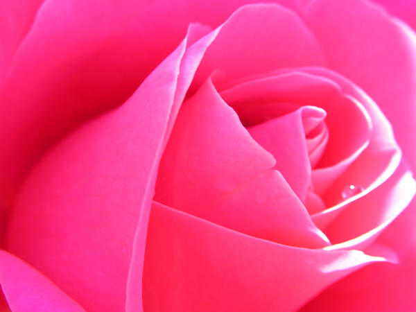 Teardrop Rose by WeFlyBalloons on DeviantArt