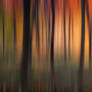 Autumn Woodland Abstract