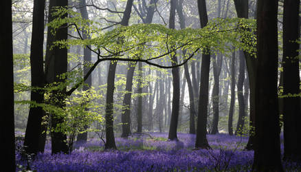 Bluebell Morning Woods