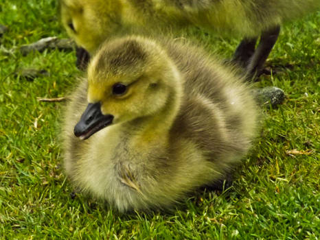 Duckling