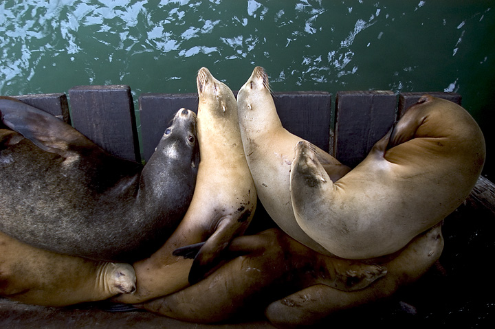 seals