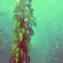 Kelp Garden