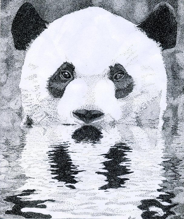 Panda Reflection by EEvelynLyster on DeviantArt
