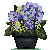 Blue Hydrenga