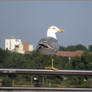 Seagull 02