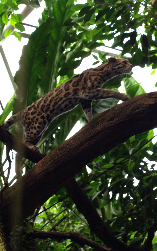 Margay cat