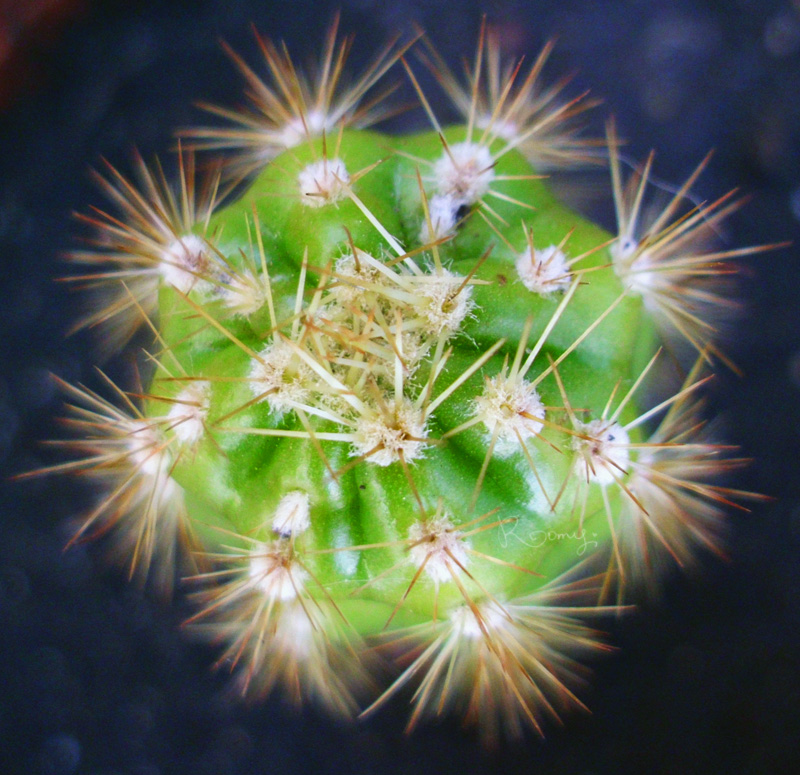 mi cactus