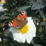 Butterfly On Dahlia 2