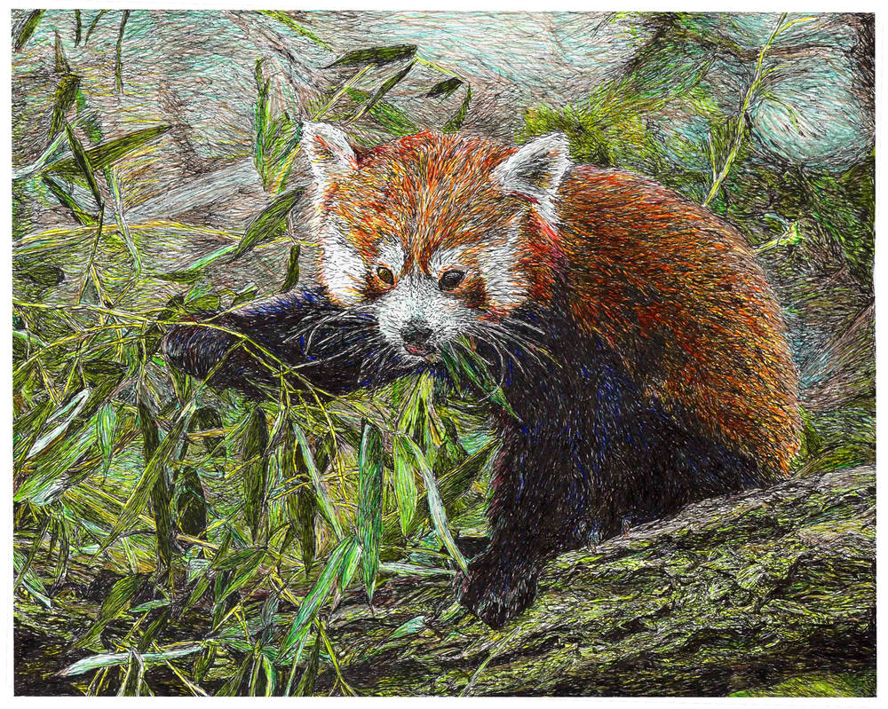 Red Panda by chrisearldraws on DeviantArt