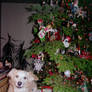 Its a Cody Dog at Xmas