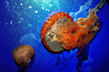 Jellyfish