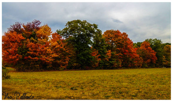 Early Autumn Field